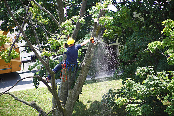 Trusted Taft, FL Tree Care Experts